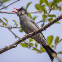 Black Bulbul